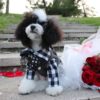 bride and groom costume for dog