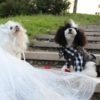 most trendy bride and groom costume for dog