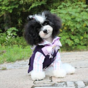 tailored designed coat and jacket for dog