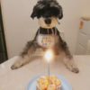 dog birthday celecbrations