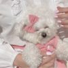 cute dog clothes online