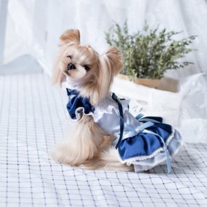 blue dress for dog