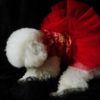 red frock for pet
