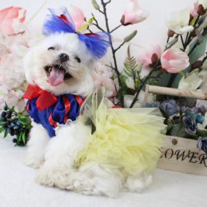princess dog costume
