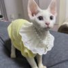 Yellow Lace Collar Bubble Sleeve Pet Cat Cotton Dress