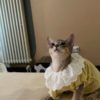 Yellow Lace Collar Bubble Sleeve Pet
