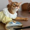 Pet Dress for Devon Sphynx Hairless Cat