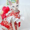 : Devon Rex Sphynx cat Red Floral Dress Tailored Sphynx Clothes