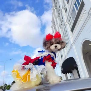 Dog costume clothes | Dog princess dress