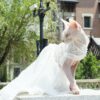 wedding dog dress
