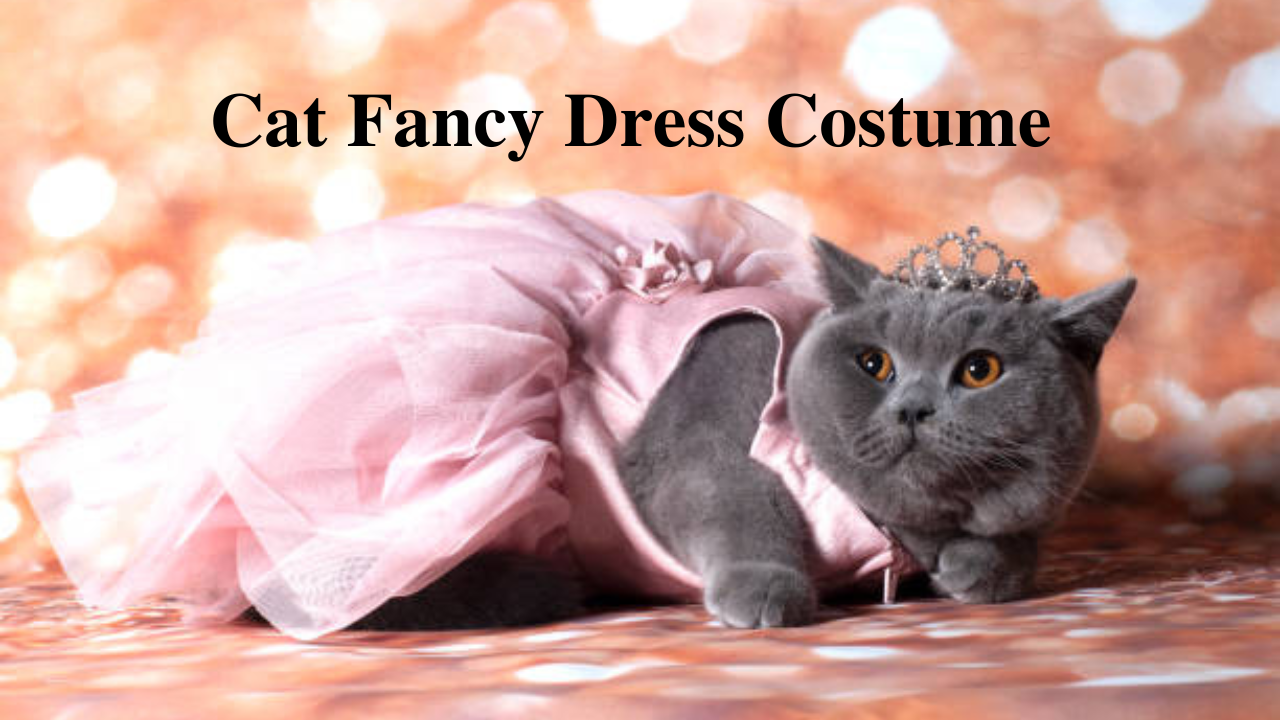 The Best Cat Fancy Dress Costume