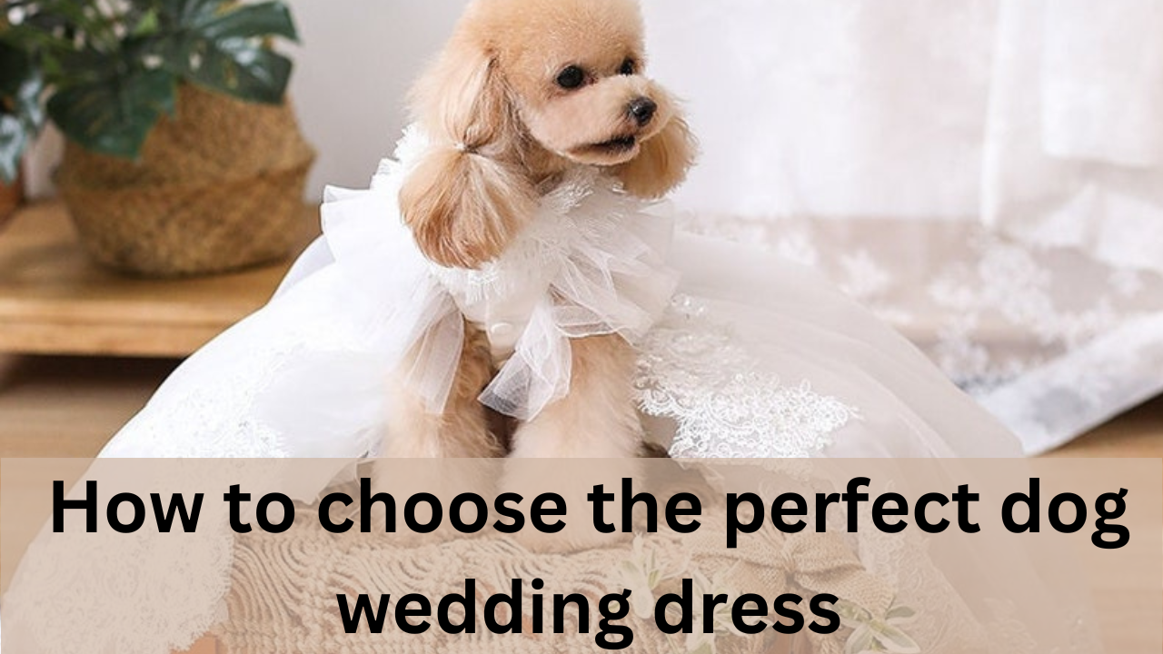 how to choose the perfect dog wedding dress