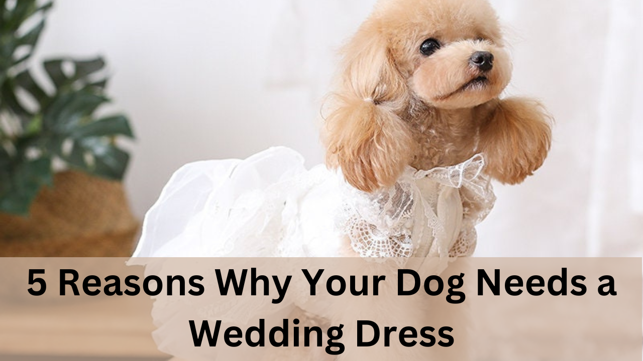 5 Reasons Why Your Dog Needs a Wedding Dress