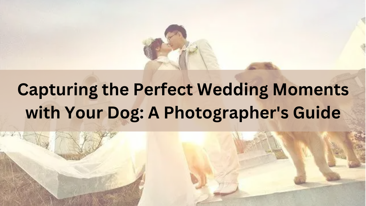 couples wedding photo shoot with pet dog