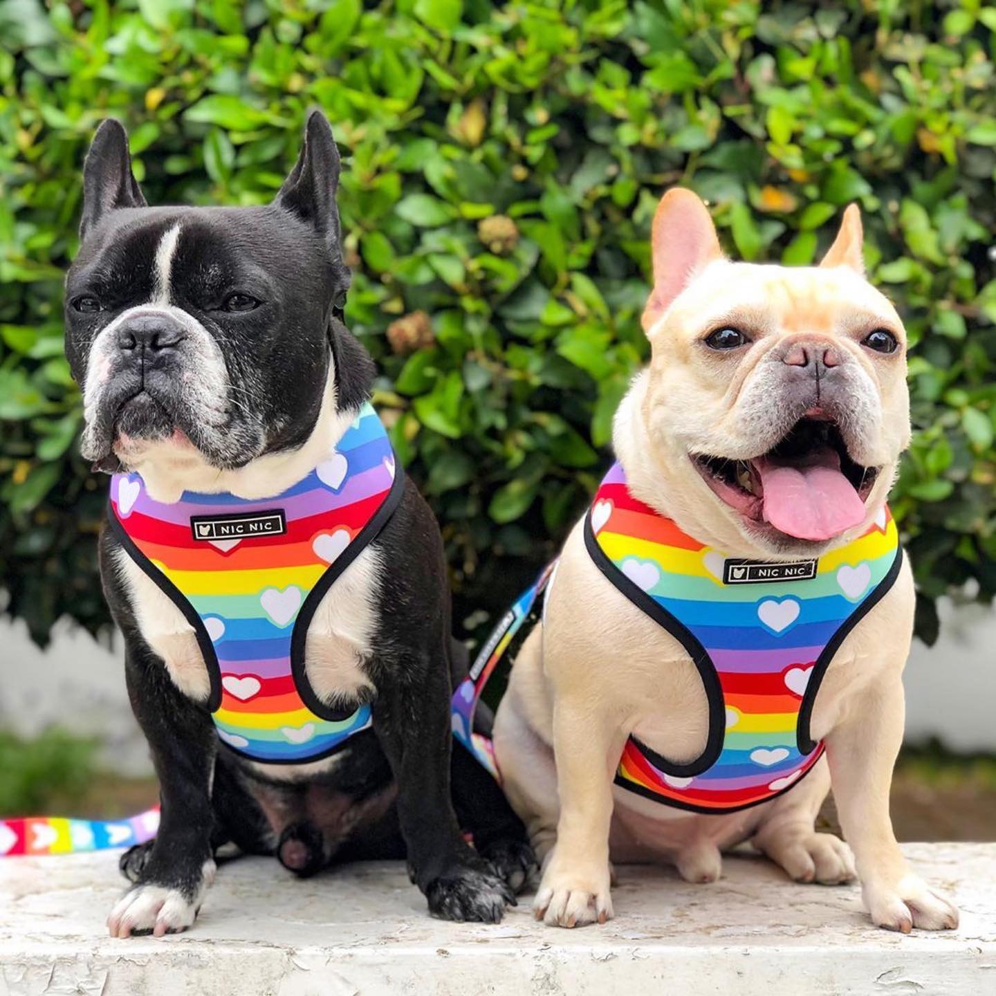 rainbow and heart LGBT Pride dog harness
