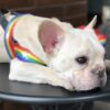 LGBT PRIDE DOG RINABOW HARNESS