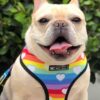 rainbow and heart LGBT Pride dog harness