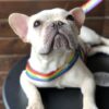 LGBT PRIDE DOG RINABOW HARNESS